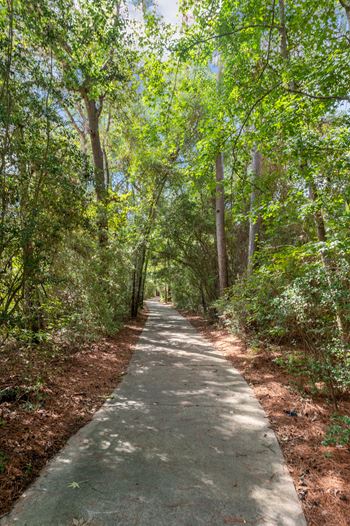 A concrete walkway leads through a forest.